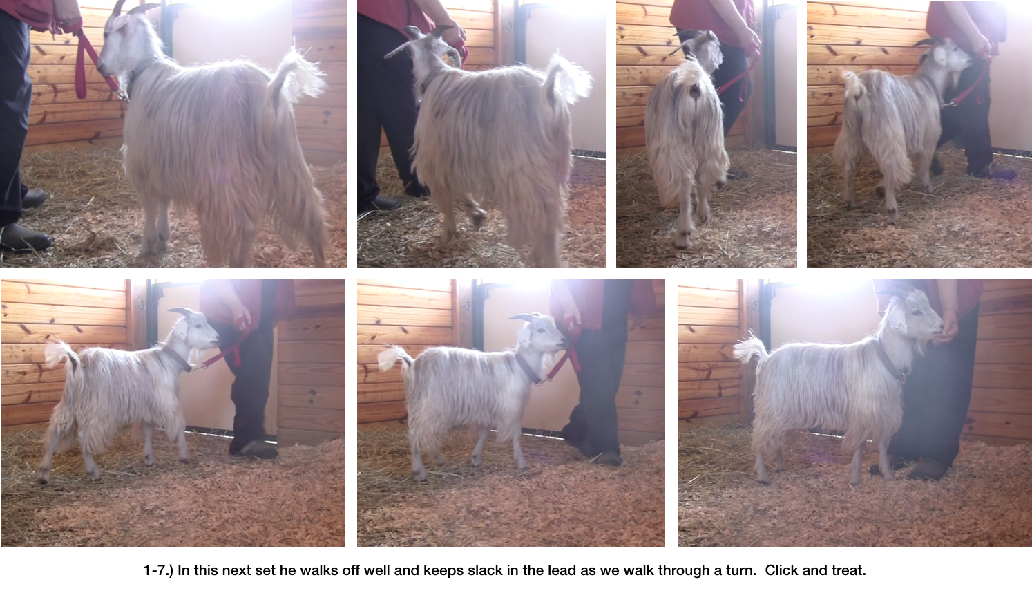 Goat Diaries Day 6 - E's Leading Progress -panel 3.png