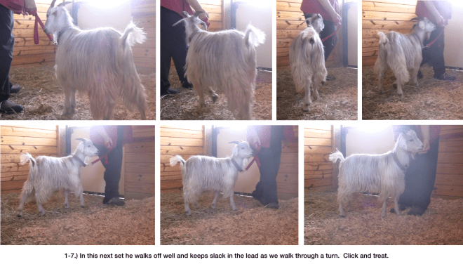 Goat Diaries Day 6 - E's Leading Progress -panel 3.png