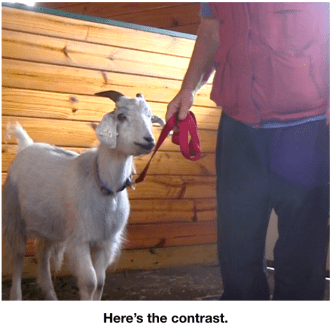 goat diaries E being led early leading lesson -1