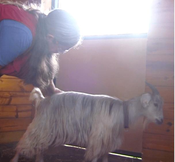 Goat Diaries E learning to lead back scratch 1.png