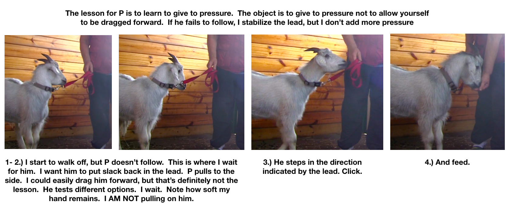 Goat Diaries E learning to lead panel 1.png