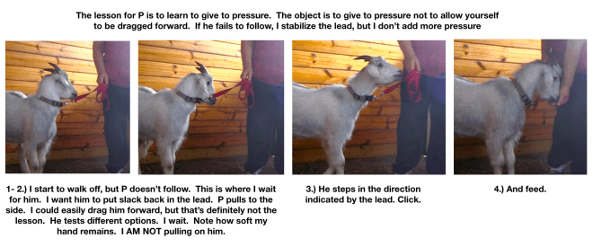 Goat Diaries E learning to lead panel 1.png