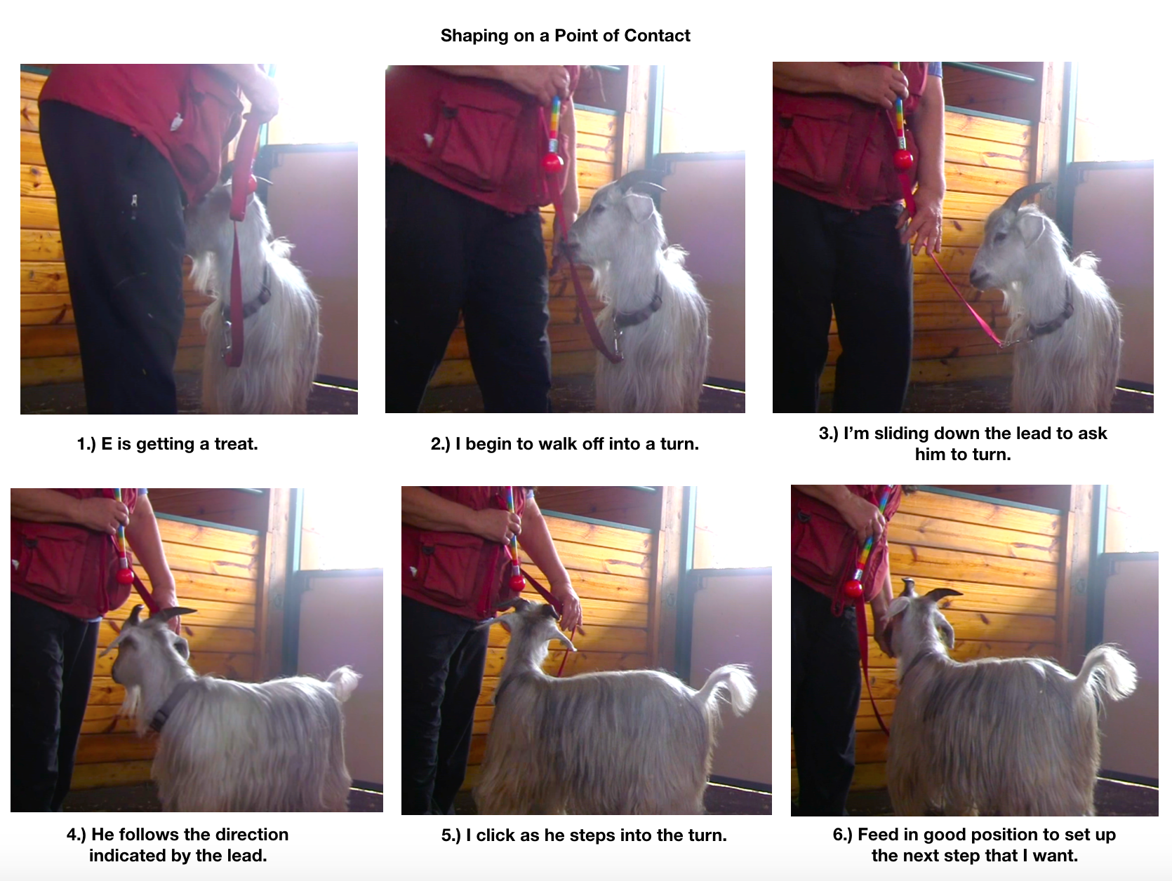 Goat diaries E learning to lead panel 1.png