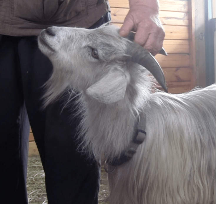 goat diaries head scratch with E.png