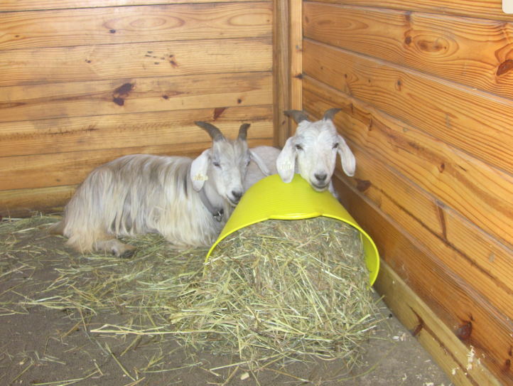 Goats lying down by bucket.png