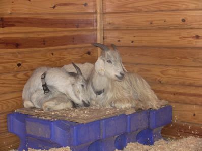 IMG_1592 both goats sleeping on platform