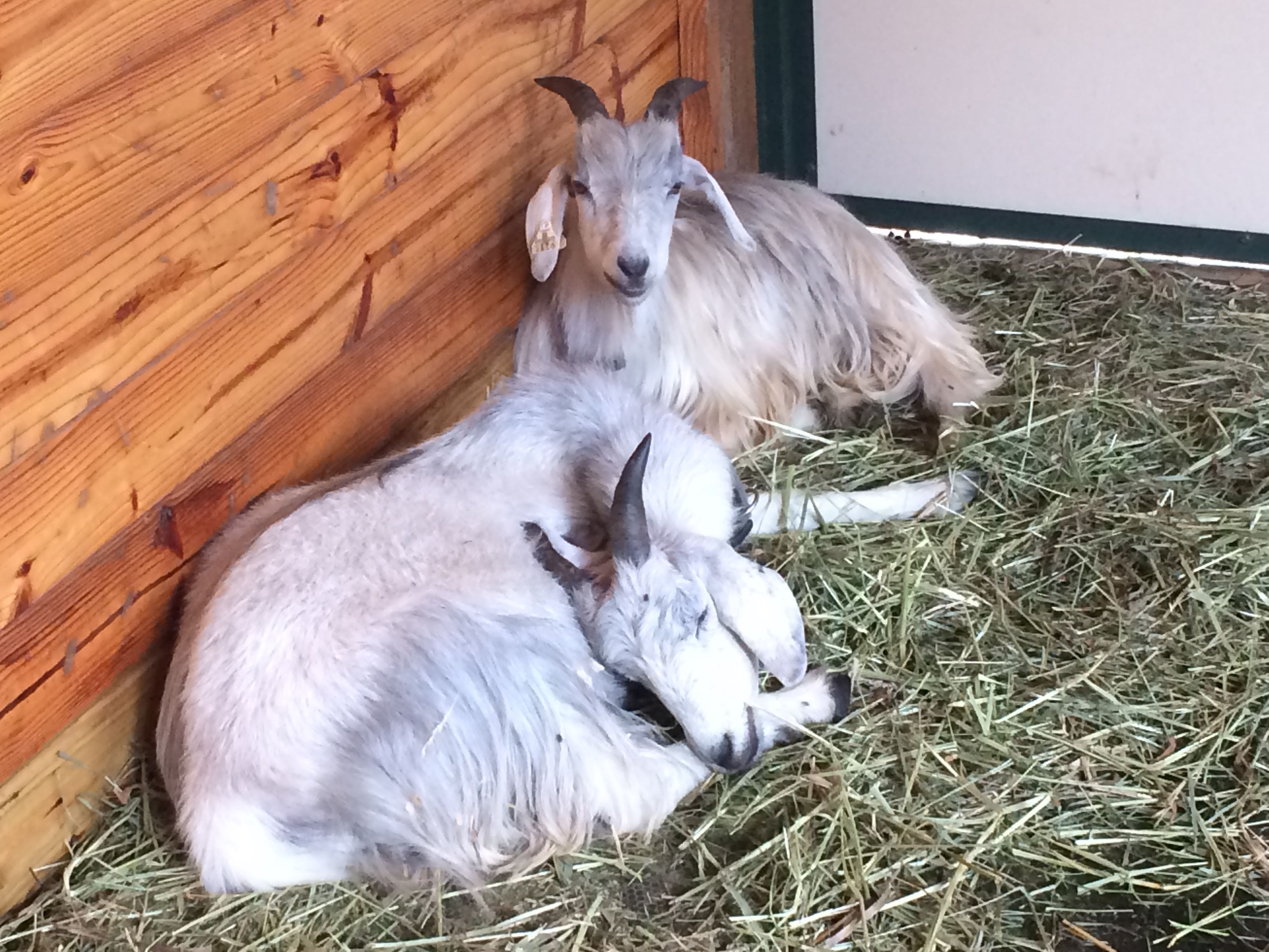 IMG_2816 Goats E and P napping.jpg