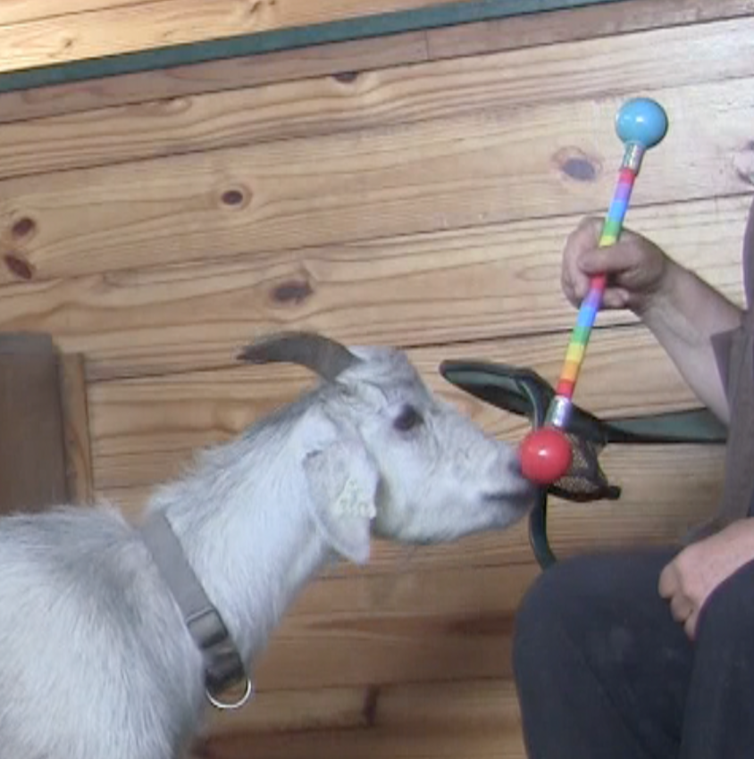 Goat Diaries: Day 1 – Begin By Breaking the Rules – The Clicker Center Blog