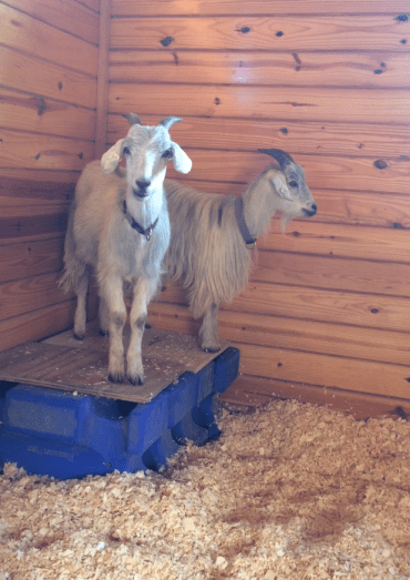 Goat diaries day 1 goats on platform.png