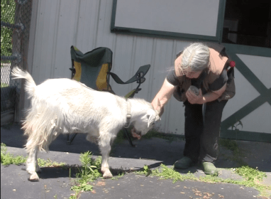 goats backing up to get treats.png