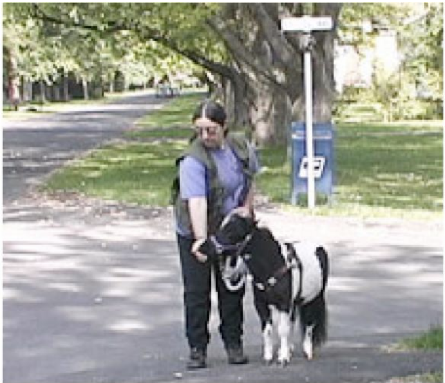 Panda at curb in neighborhood.png