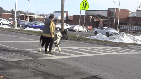 Panda walk 1.1.17  cross delaware.png