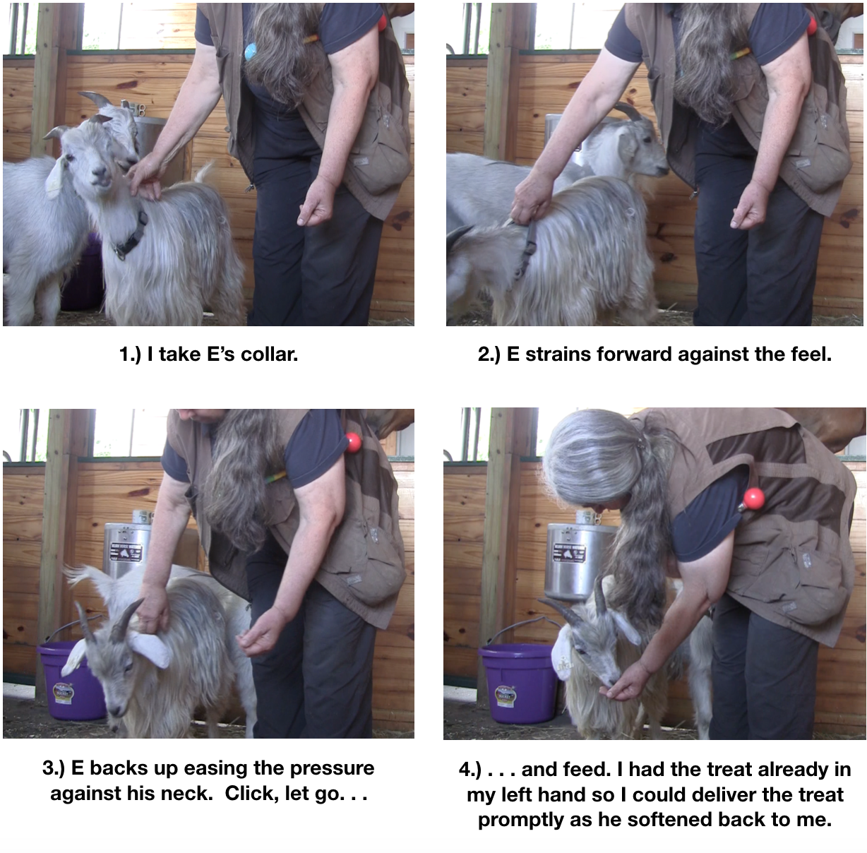 Goat diaries Day 1 targeting 3 pm collar panel 1a.png