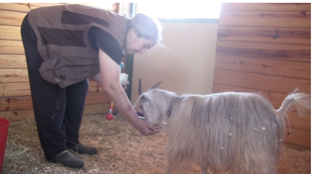 Goat diaries day 2 E getting his treat.png