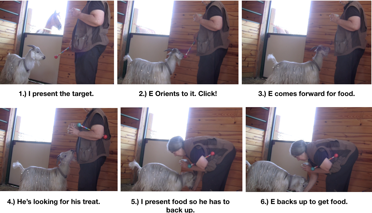 Goat Diaries Day 2 E learns about food delivery 6 panels