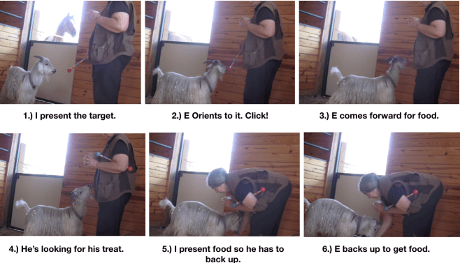 Goat Diaries Day 2 E learns about food delivery 6 panels