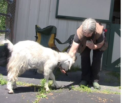 Goat diaries Day 2 P being fed so he backs up.png