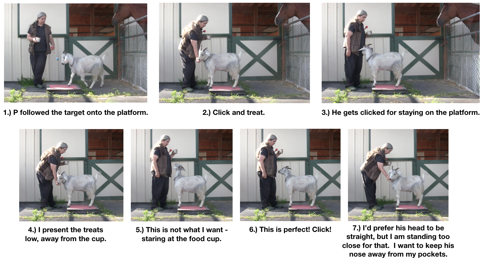 Goat Diaries Day 2 P on Platform 7 panels