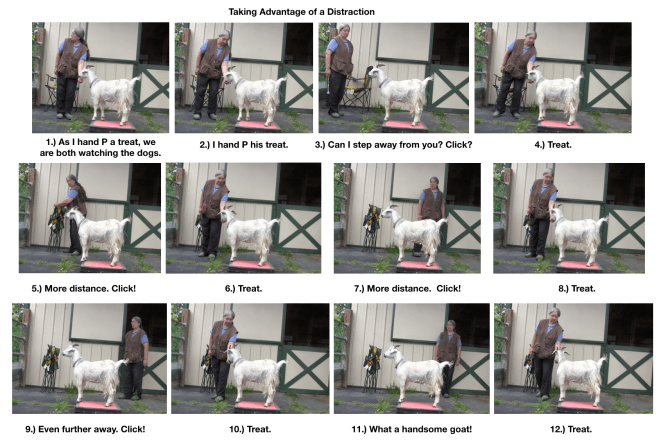 Goat Diaries Day 3 platforms Pt 1 12 panels distraction