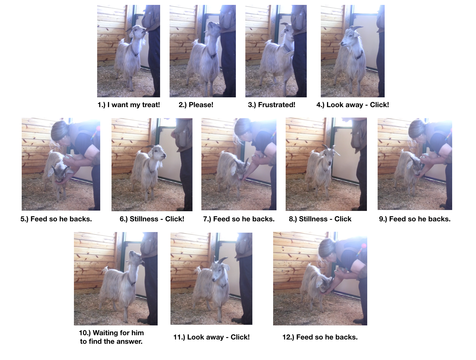 Goats day 2 learning to wait E -12 photos