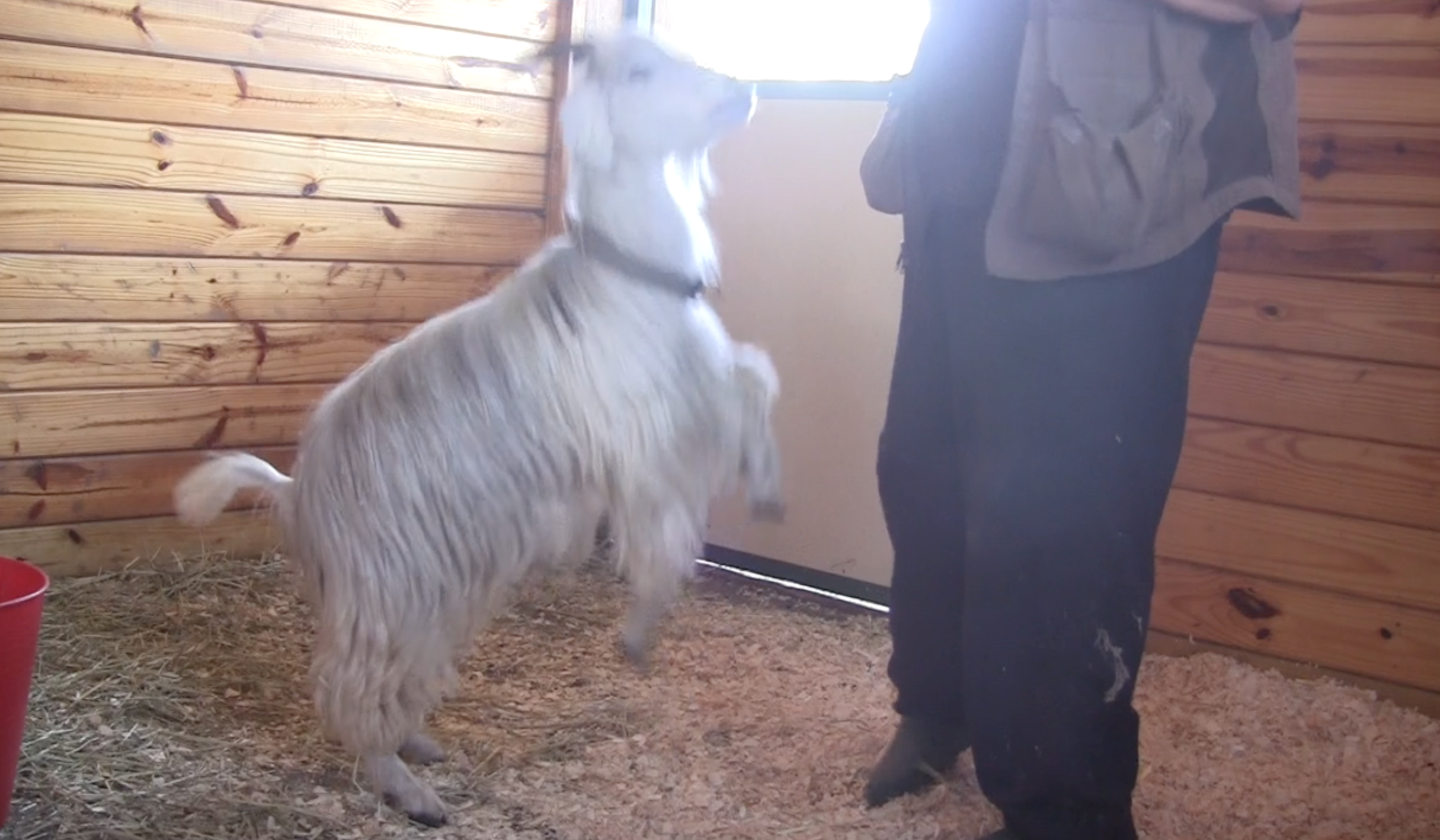 Goats E What not to do jumping