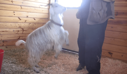 Goats E What not to do jumping