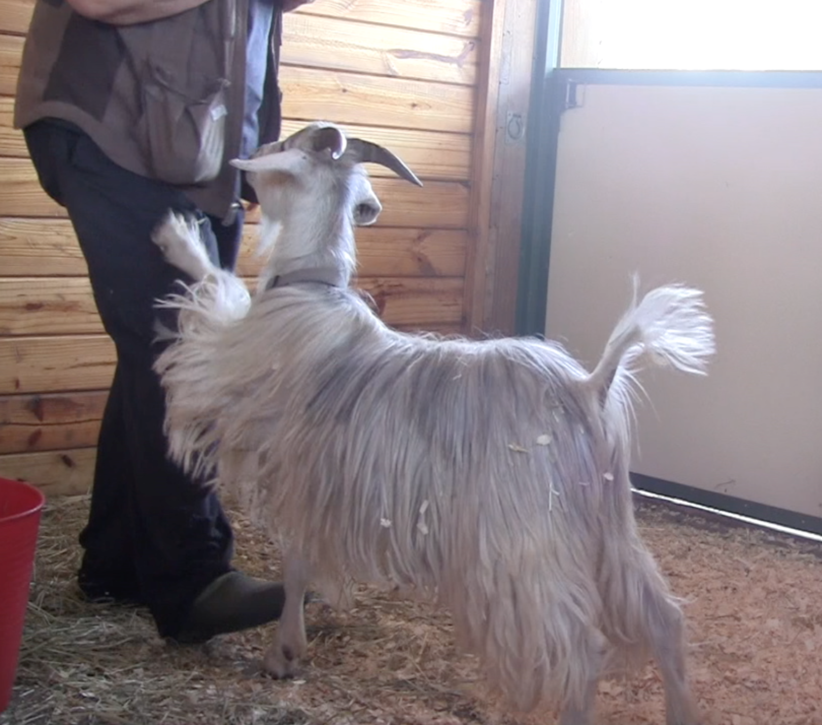 Goats E What not To Do pawing