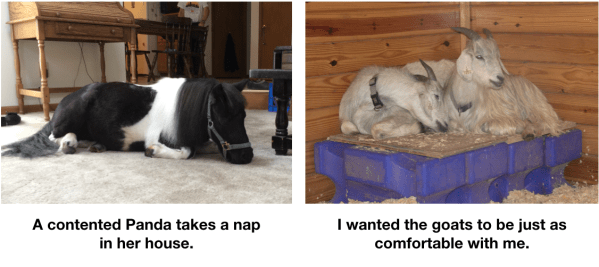 Panda napping goats napping