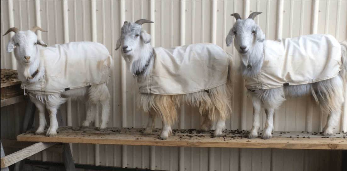 The Goat Palace - The three boys together.png