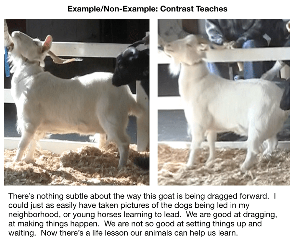 contrast teaches goats being pulled.png