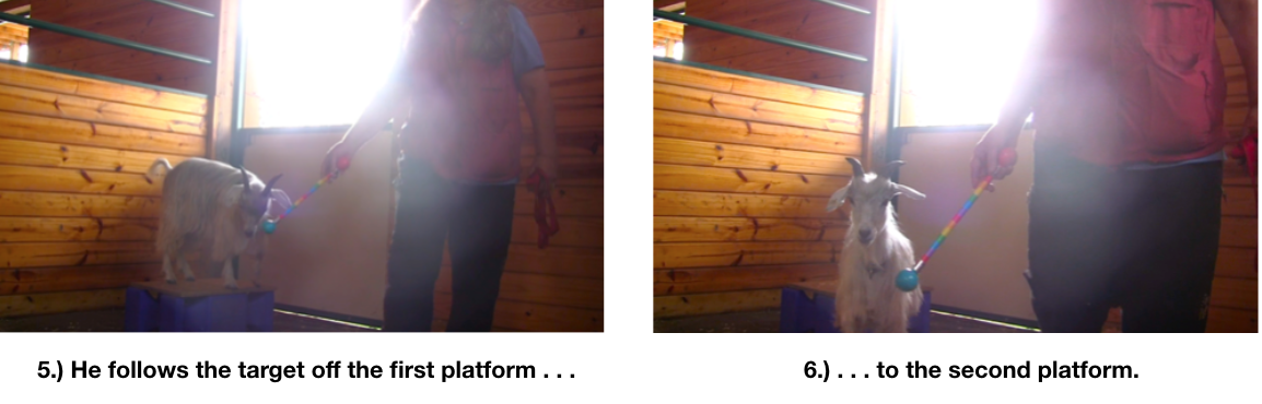 E learning to lead Day 5 platforms panel 2 2 photos.png