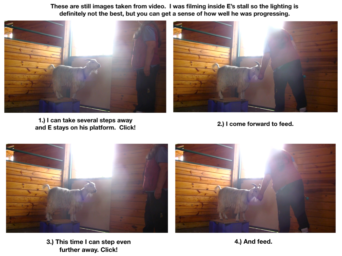 E learning to lead Day 5 platforms panel 4 photos .png