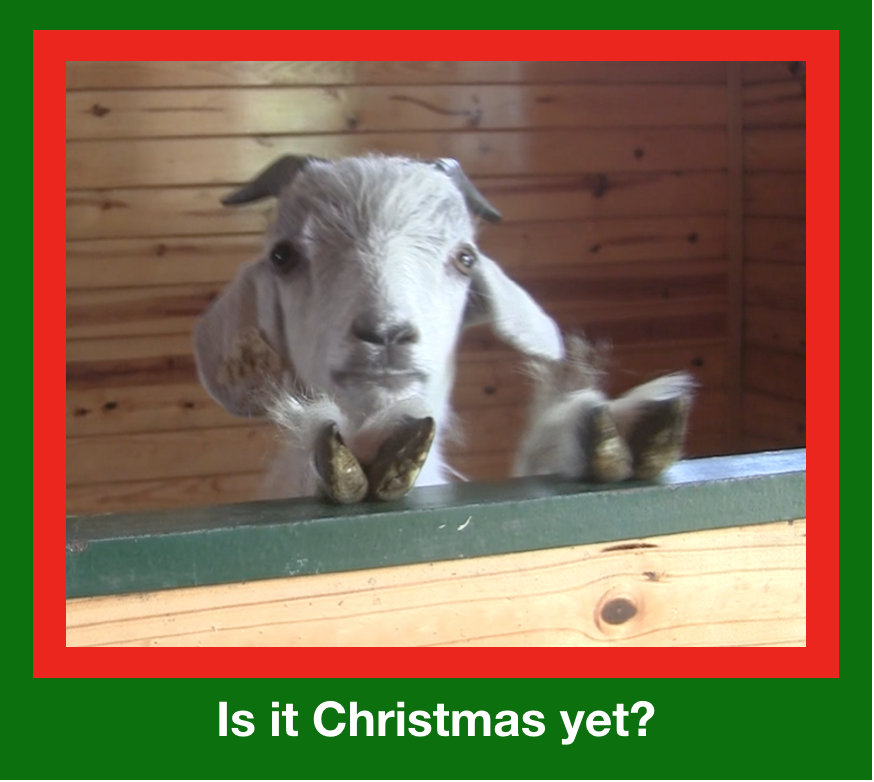 Elyan - Is it Christmas yet?.png