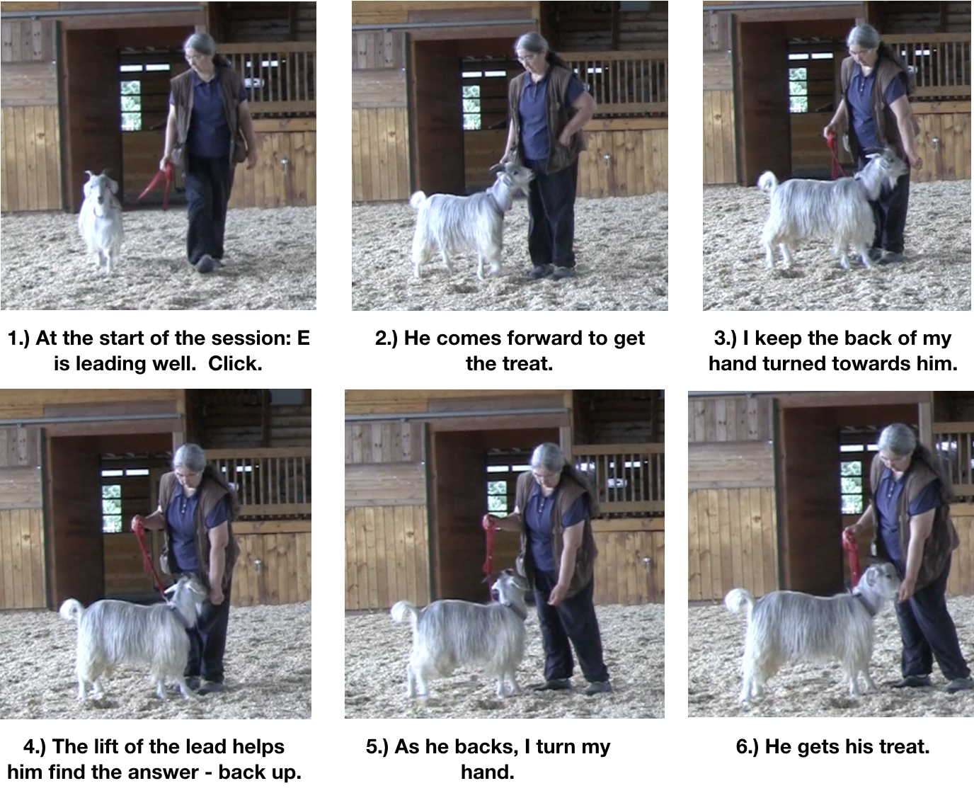 Goat diaries Day 10 food manners 1.png