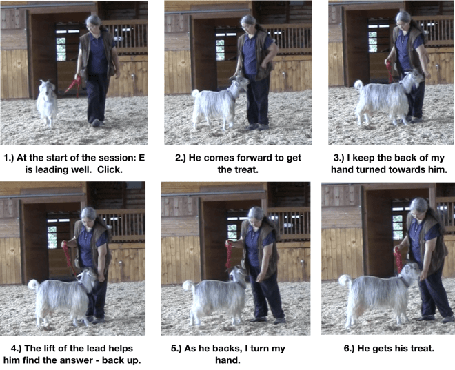 Goat diaries Day 10 food manners 1.png