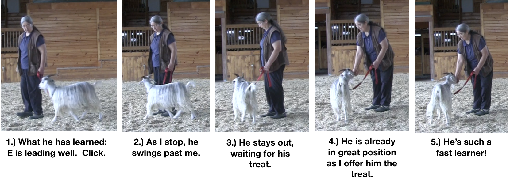 Goat diaries Day 10 food manners 2.png