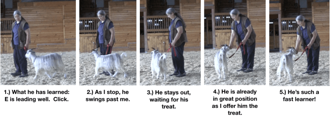 Goat diaries Day 10 food manners 2.png