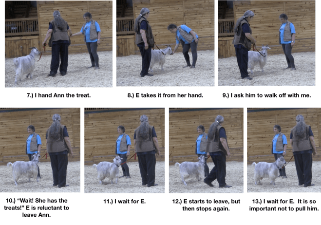 Goat diaries day 10 making friends panel 2.png