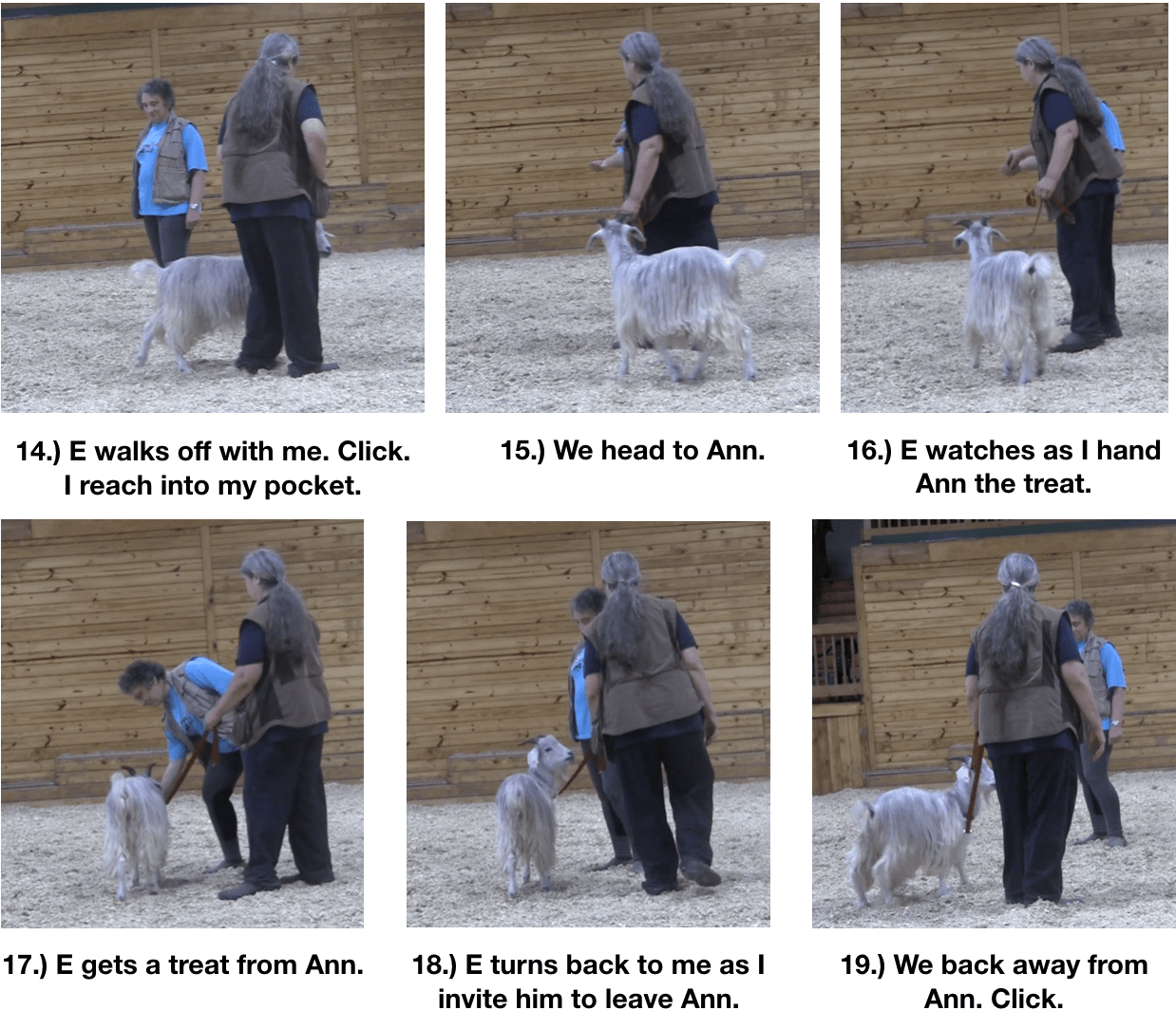 Goat diaries day 10 making friends panel 3.png