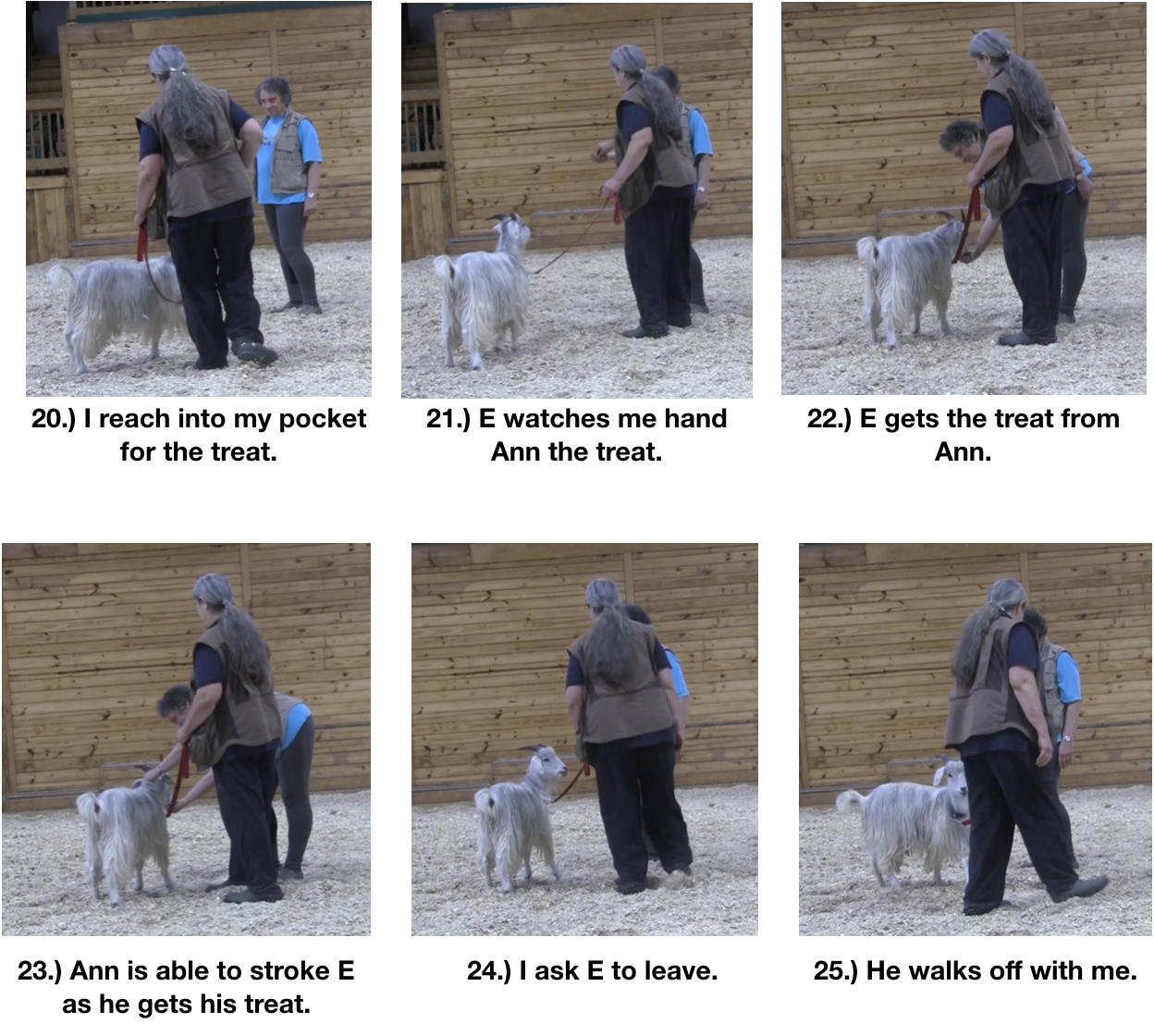 Goat diaries day 10 making friends panel 4.png