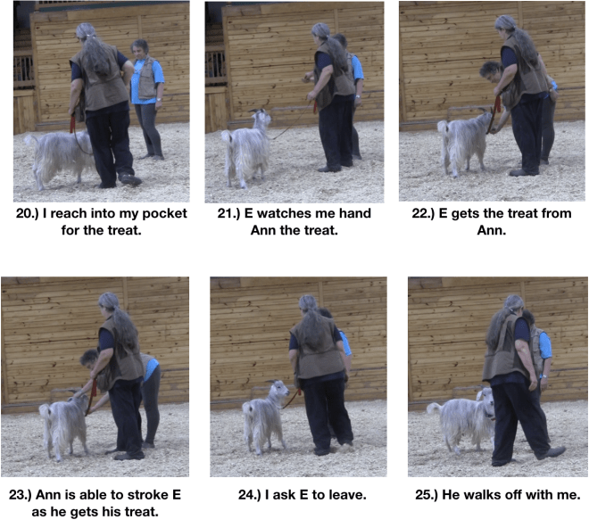 Goat diaries day 10 making friends panel 4.png