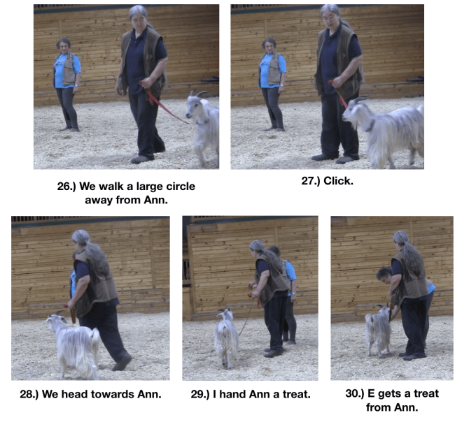 Goat diaries day 10 making friends panel 5.png