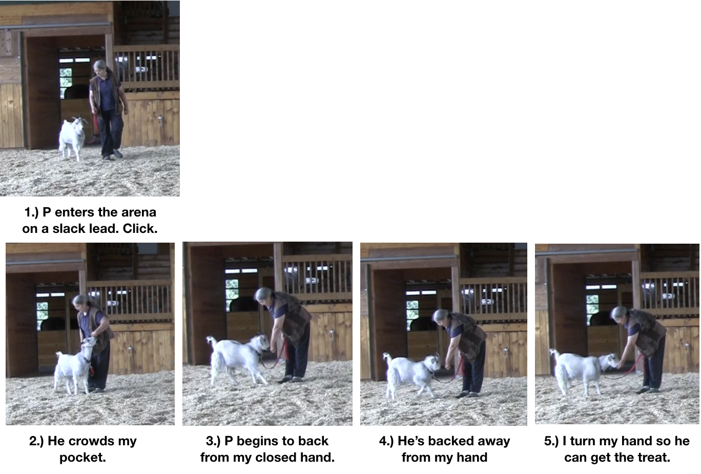 Goat diaries day 10 P learns food manners.png