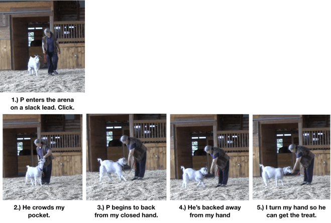 Goat diaries day 10 P learns food manners.png