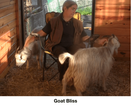 Goat Diaries Day 11 Goat bliss.png