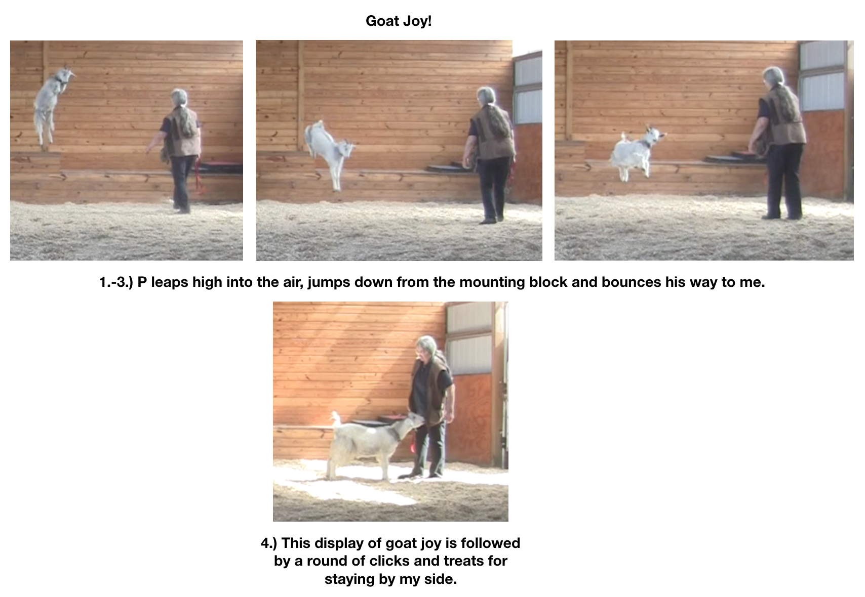 Goat diaries Day 11 Goat Joy.png