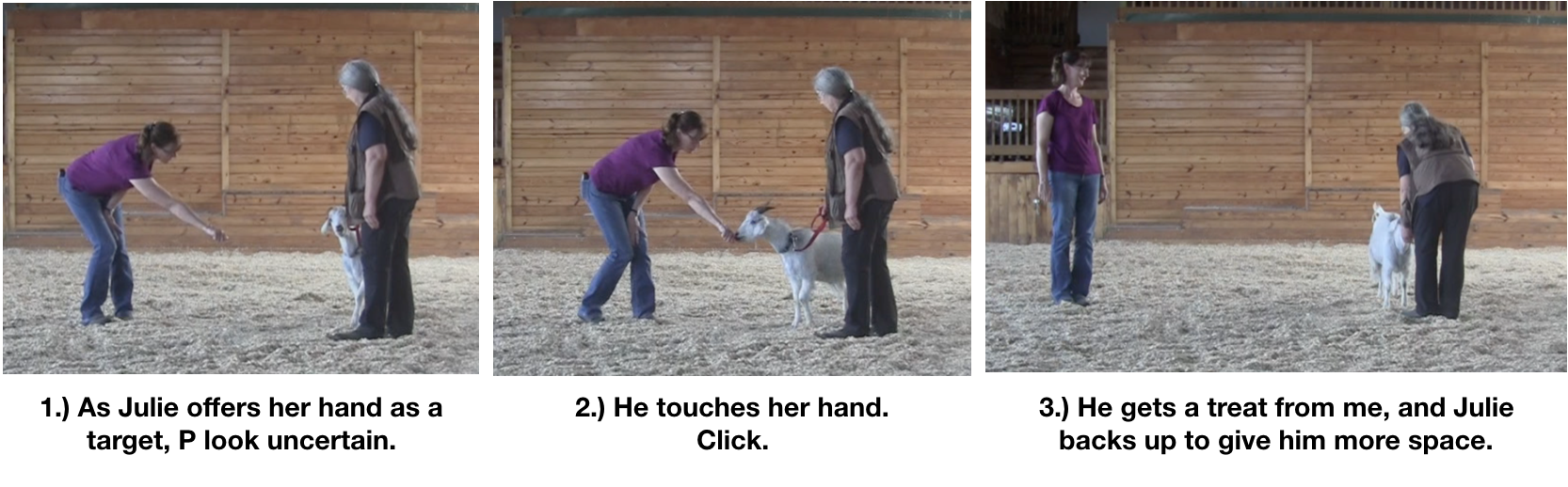 Goat diaries day 11 meeting new friends.png