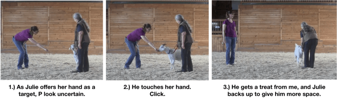 Goat diaries day 11 meeting new friends.png