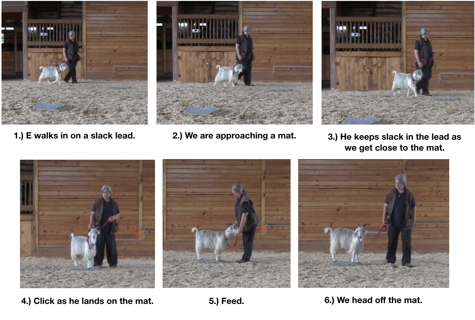 Goat diaries Day 12 e encounters mats 1.png