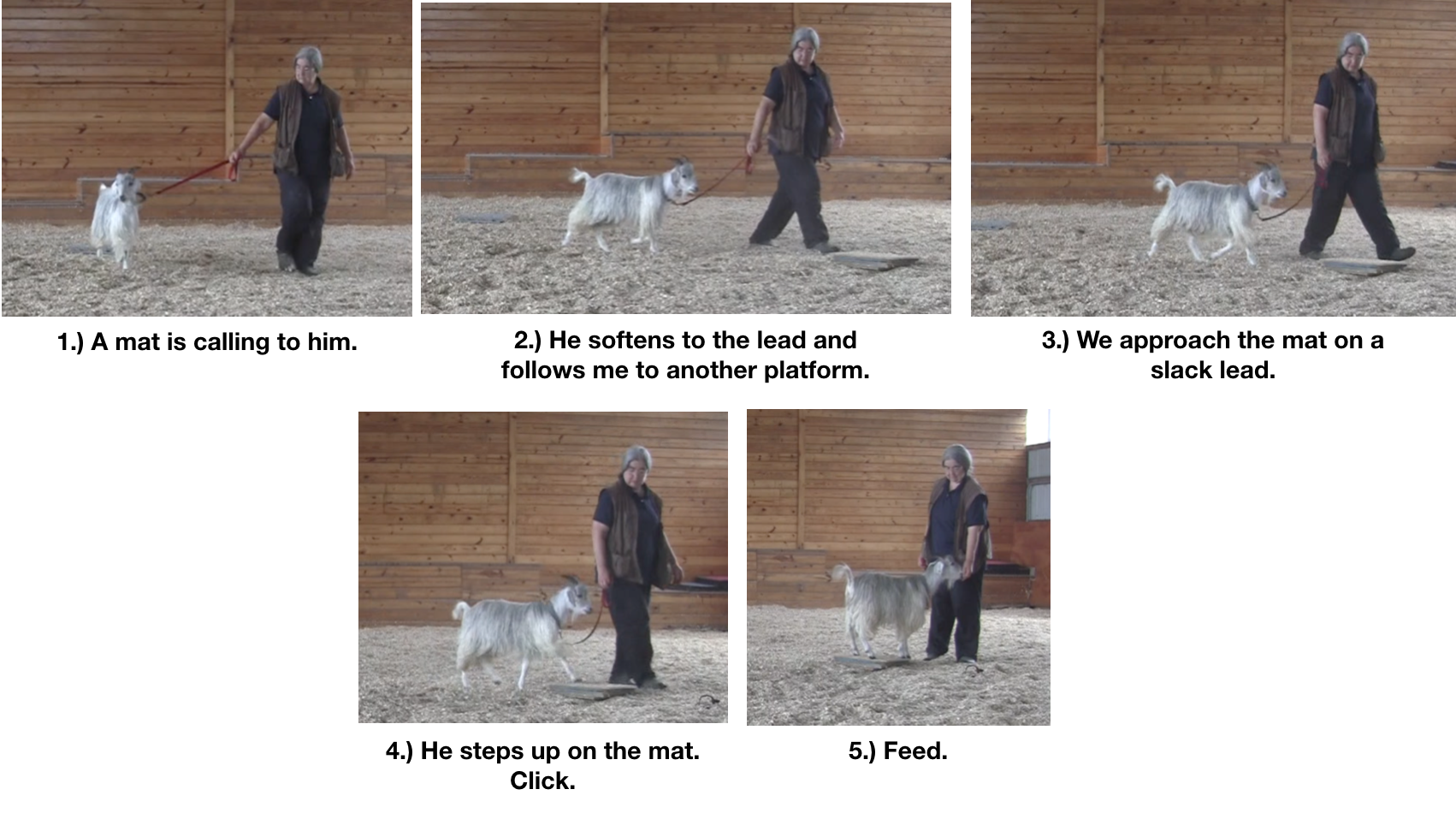 Goat diaries Day 12 e encounters mats 2.png